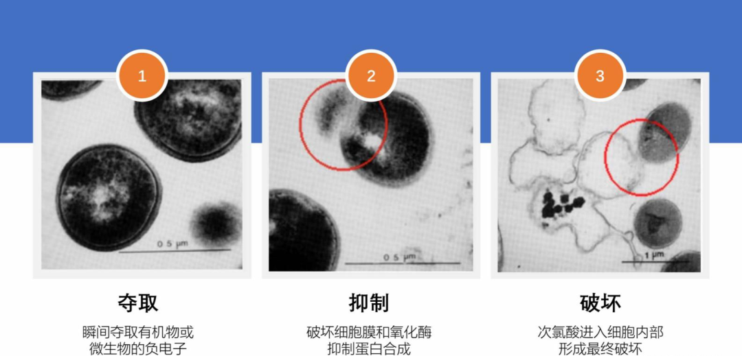 人体可以生成的消毒剂——次氯酸